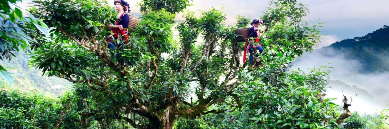 Chè di sản shan tuyết